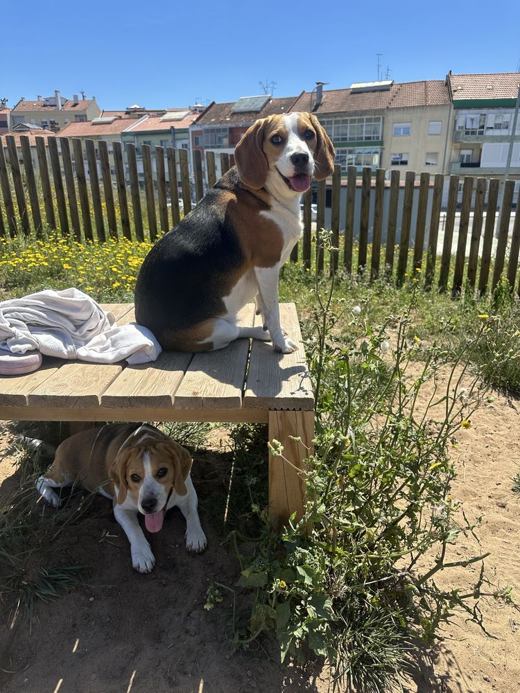 Beagles adoção conjunta