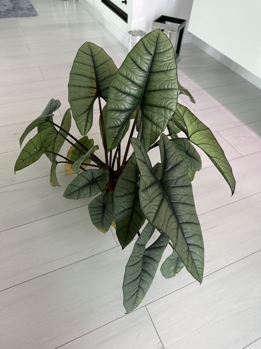 Alokazja Platinum duża roślina