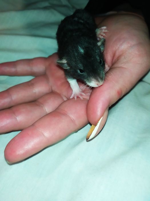 Криса, крысиня, крыска, Дамбо, Рекс, щур. Ручні крисинята