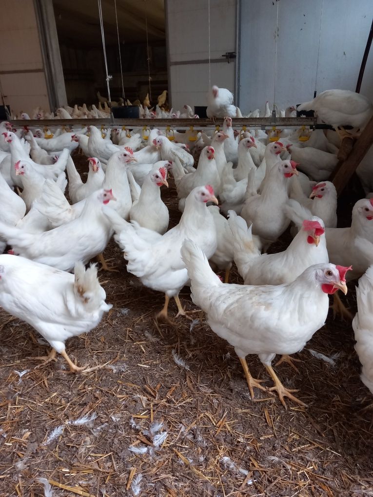 Kury Nioski Leghorn z Jajkiem! Wysyłka cały Kraj.