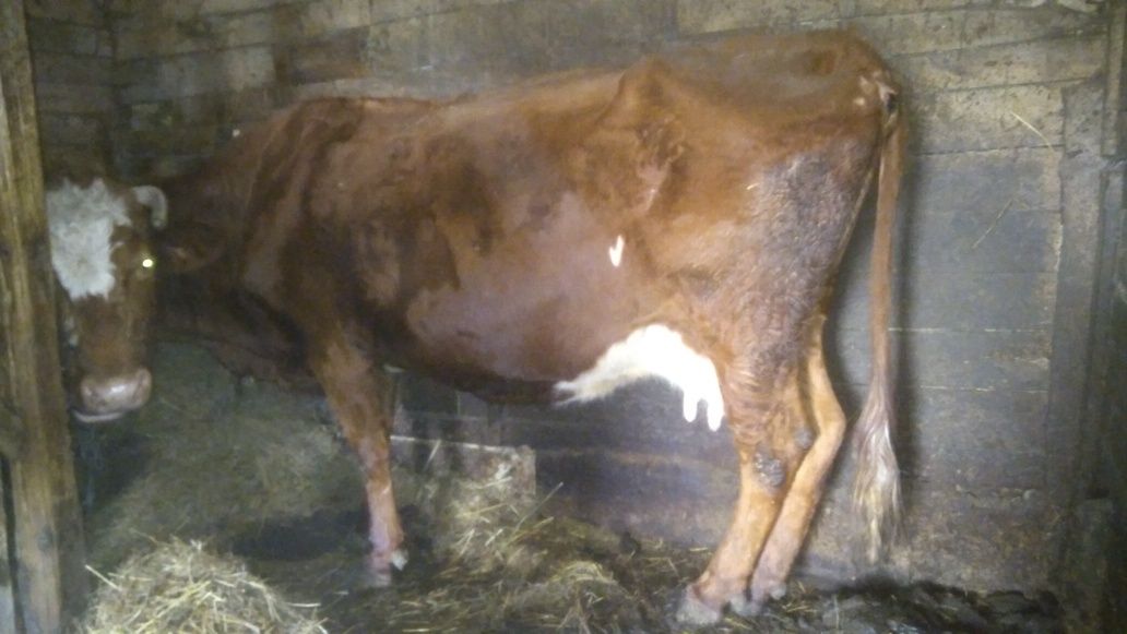 Корова тільна 8 місяців.