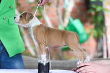 FENOMENALNA mocna suczka AMSTAFF FCI stara linia hodowlana