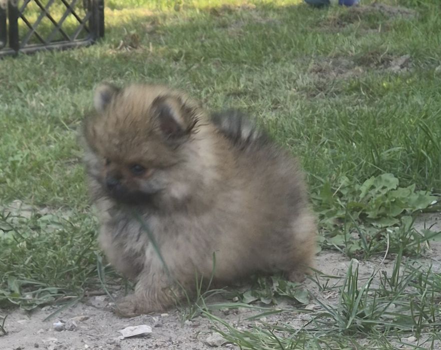 Suczka pomeranian bardzo przytulaśna