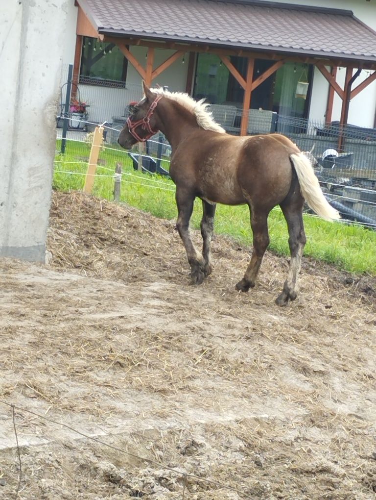 Źrebica sztumska czekoladowa