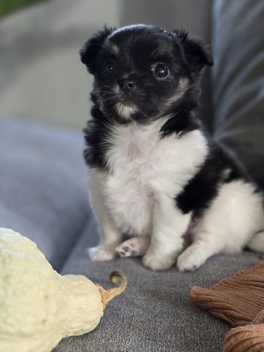 Długowłosa suczka chihuahua