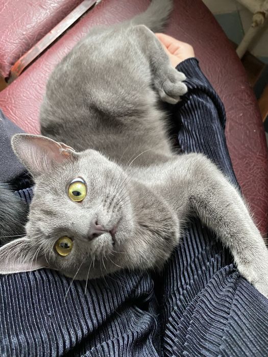 Віддам кошеня в добрі руки