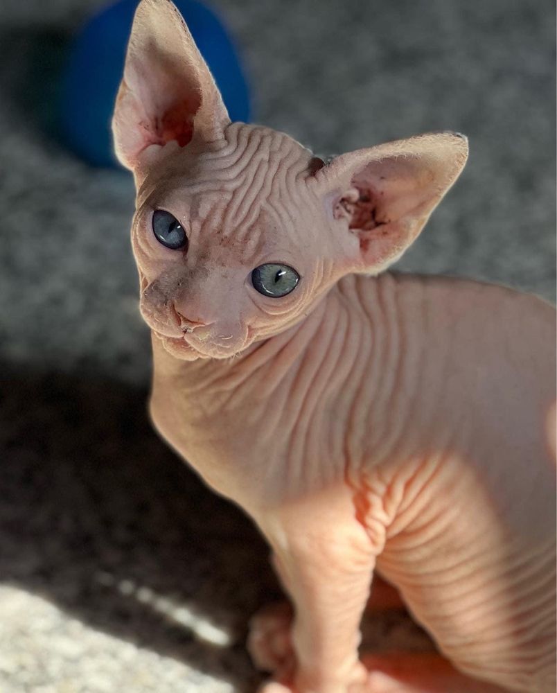 Canadian Sphynx disponivel