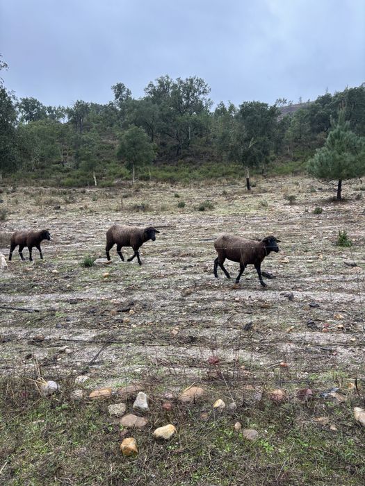 Lote de 7 ovelhas cheias e um carneiro