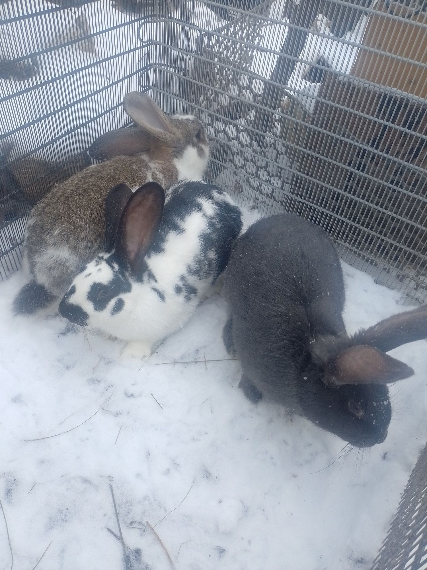 Продам кролики крольчата