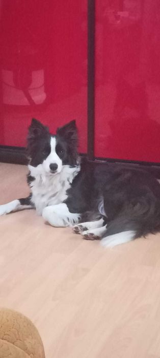 Piesek Border Collie ZKwP/FCI