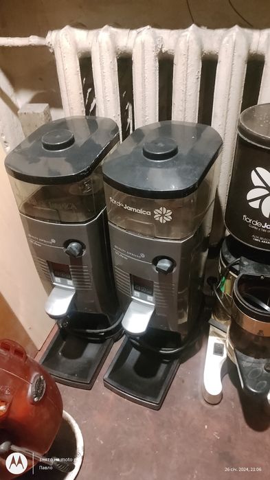 Кавомолка  прямосмольна Q9