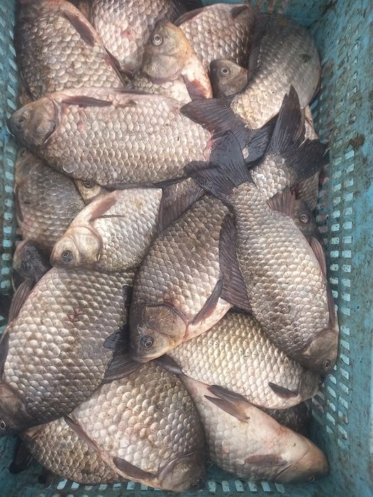 Карась живой 250+