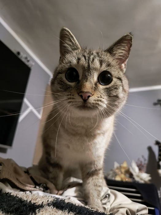 Kotka 2 letnia "Miałka"