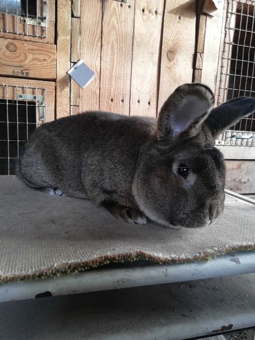 Wiedeński Szary samiec