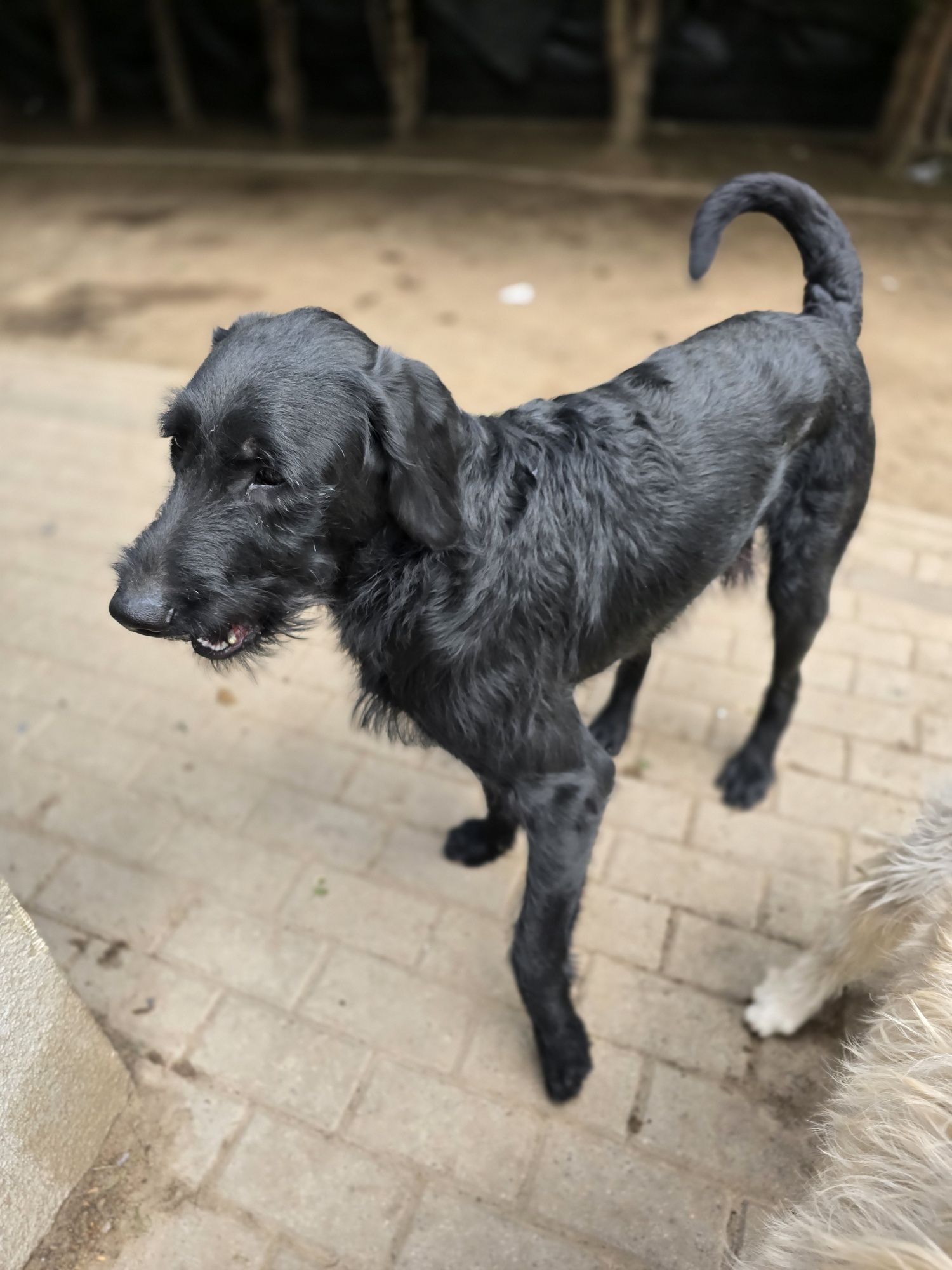 Labradoodle/ chłopczyk