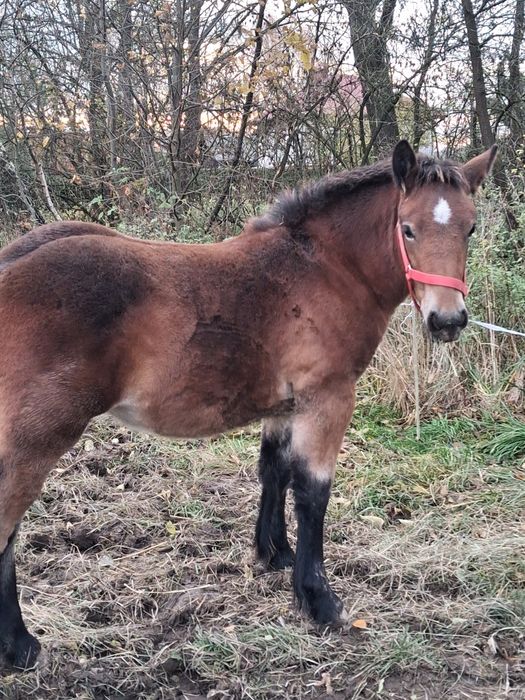 Klacz/Źrebica zimnokrwiata /koń /konie