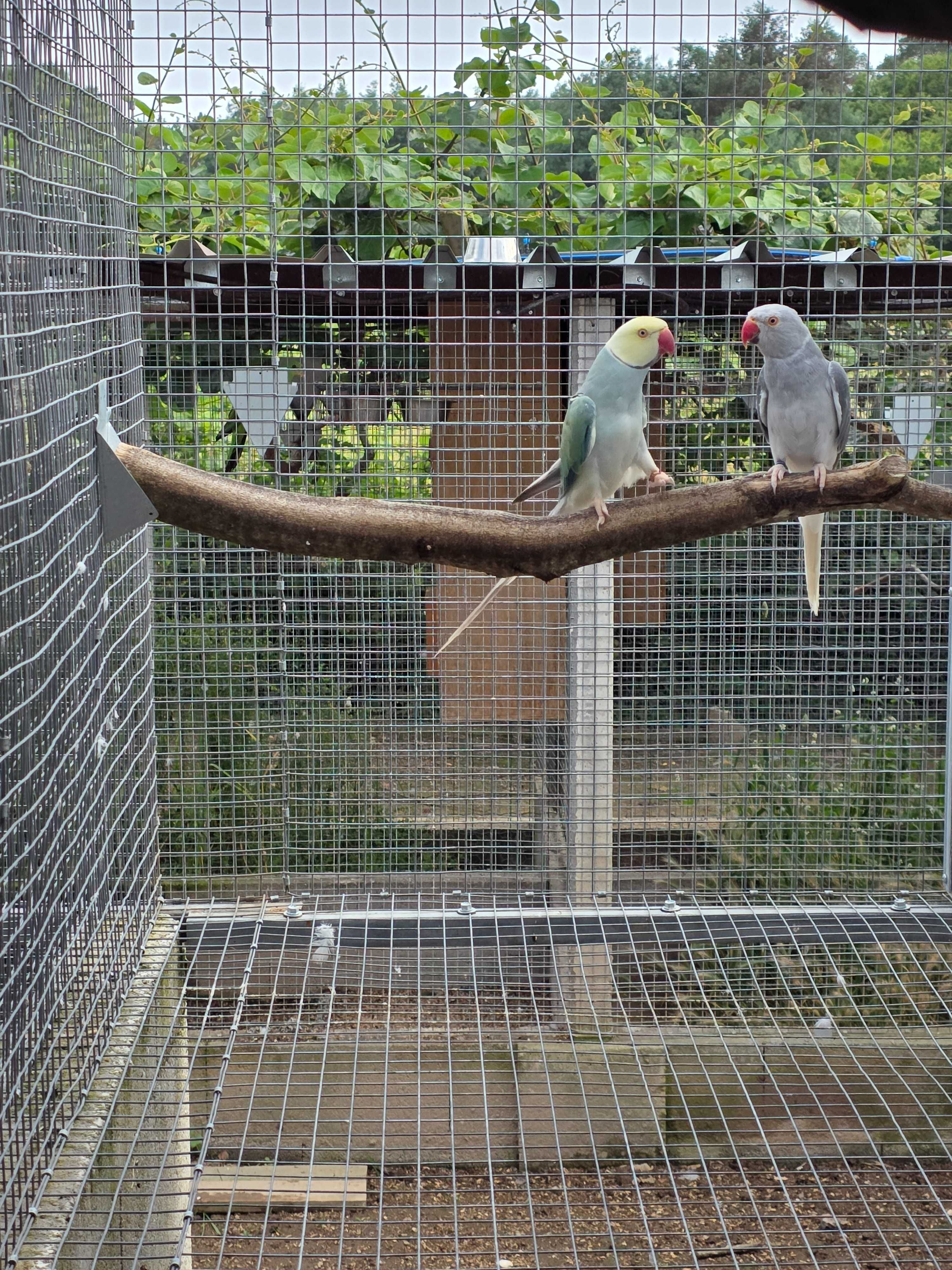 Cedo ring necks  (psittacula kremeri )