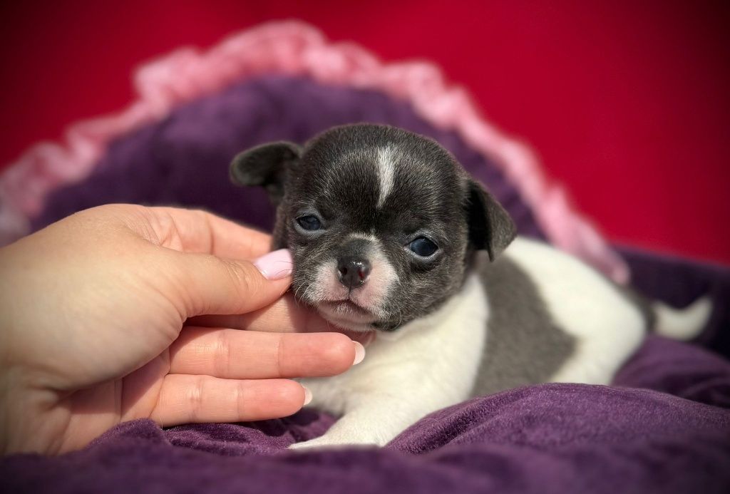 Suczka Chihuahua z rodowodem