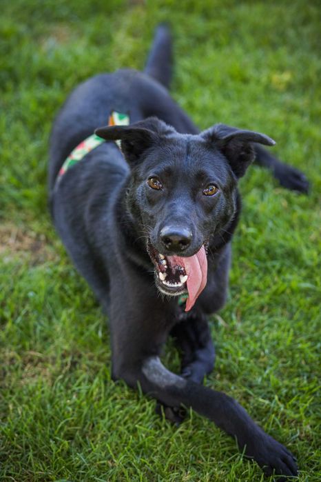 Aktywny młody psiak bardzo przyjacielski do adopcji