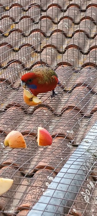 Roselas eximius e penantes