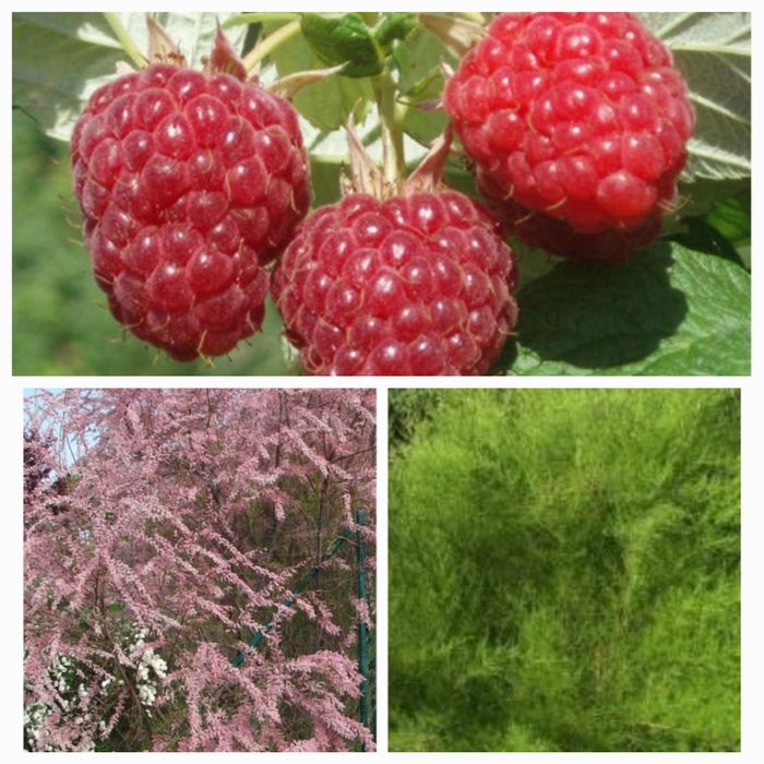 Саженцы  малины летней. Тамарикс.