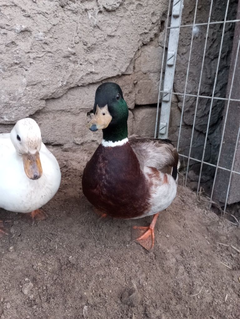 Kaczorki call duck