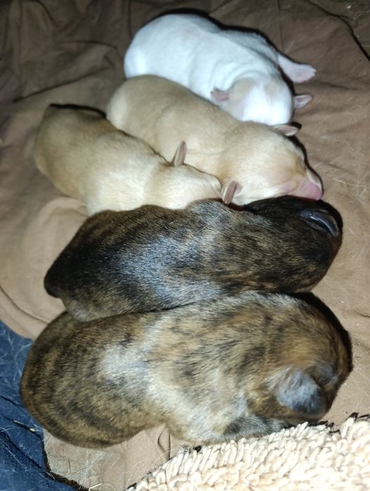 Cães de porte pequeno