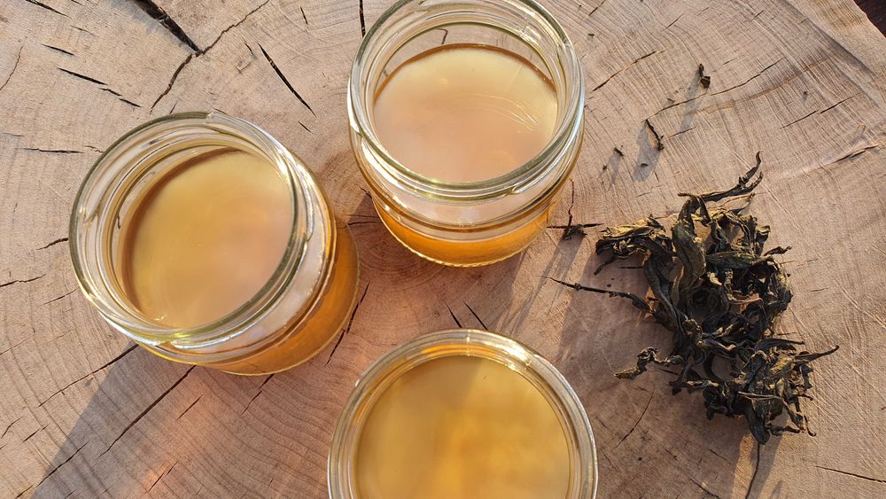 Kombucha starter kombucza starter SCOBY