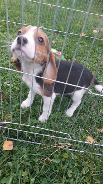 Piękna suczka Beagle