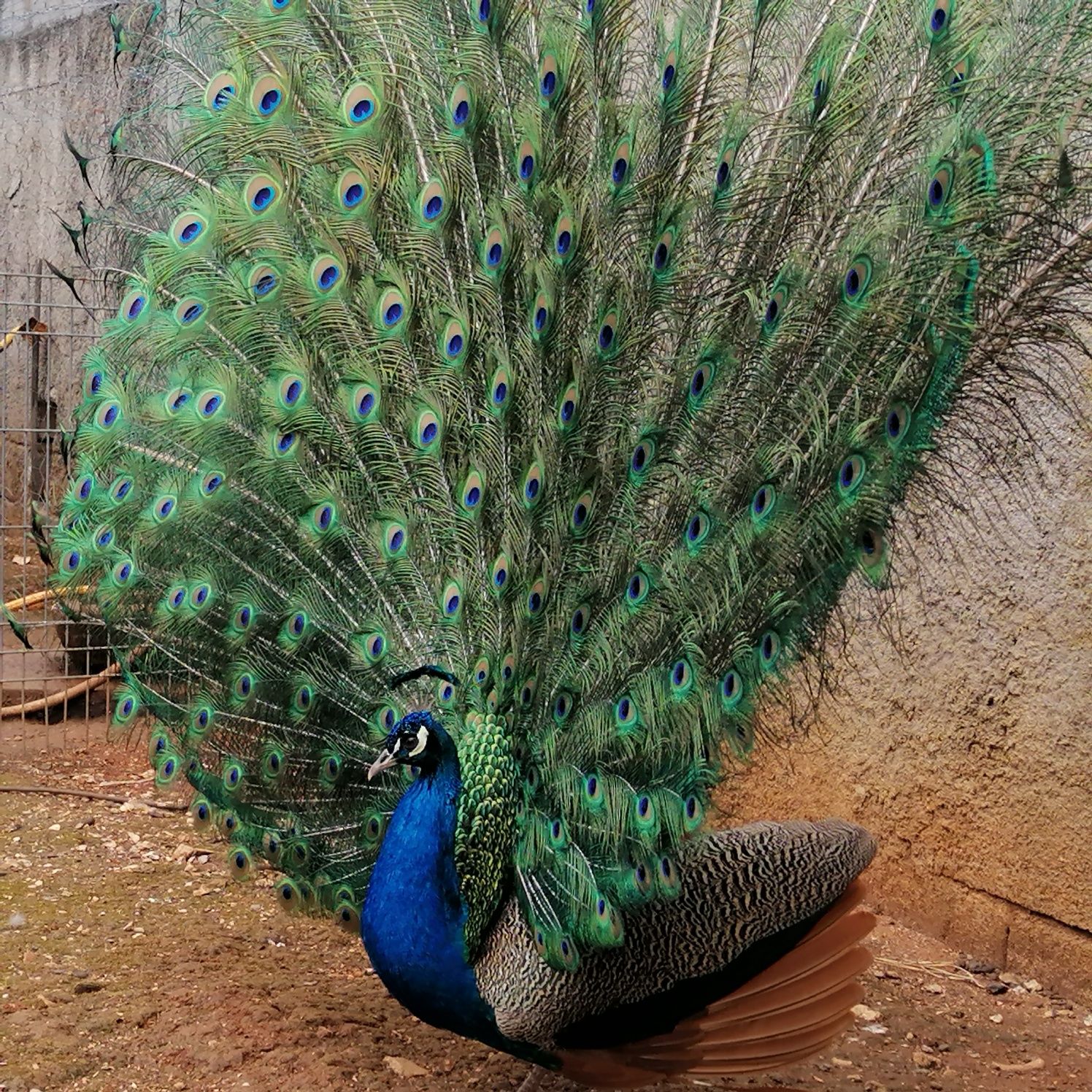 Pavões Azul Real