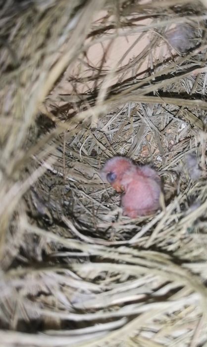 Agapornis fischeri opalino