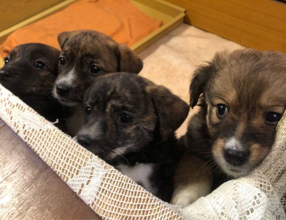 Цуценята Безкоштовно Заберіть Будьласка Вінницька Область