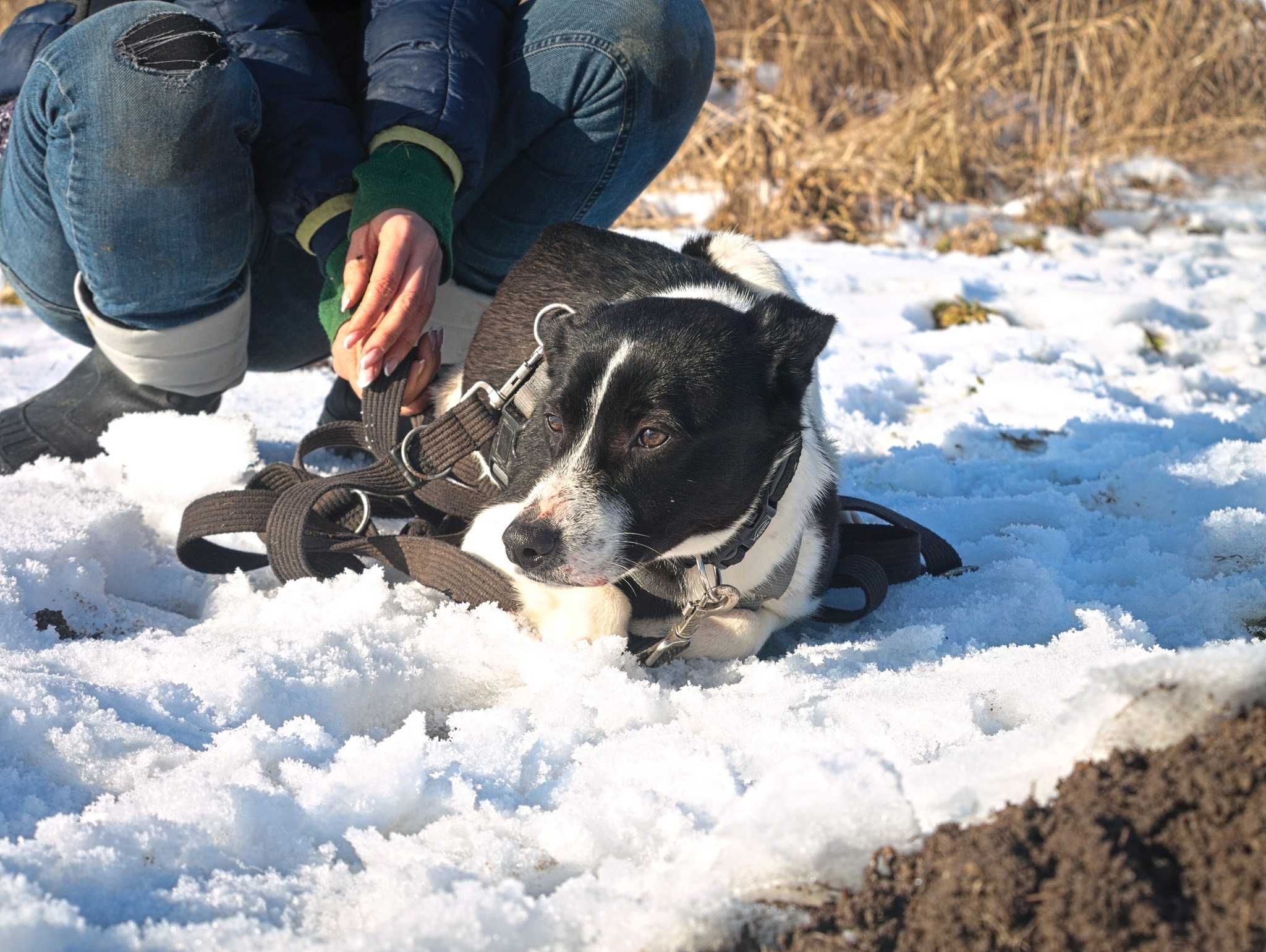 Magni - cichy towarzysz, młodziak, z potencjałem do adopcji.