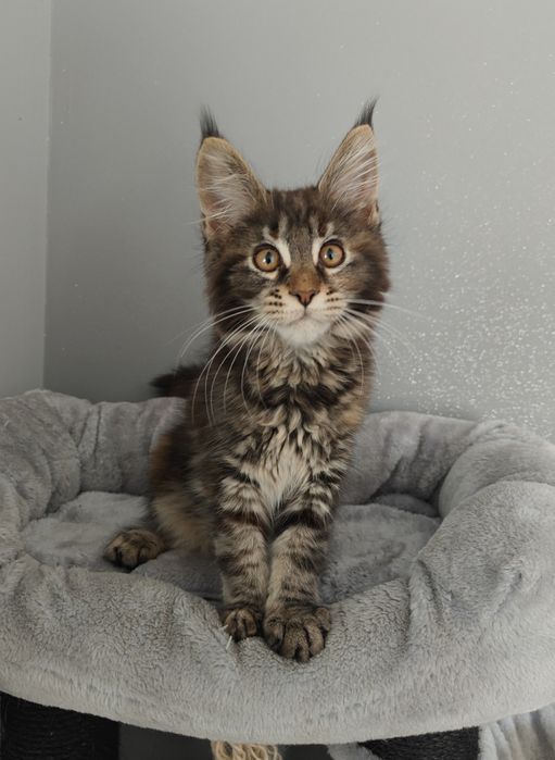 Kotka Maine Coon gotowa na zmianę domku