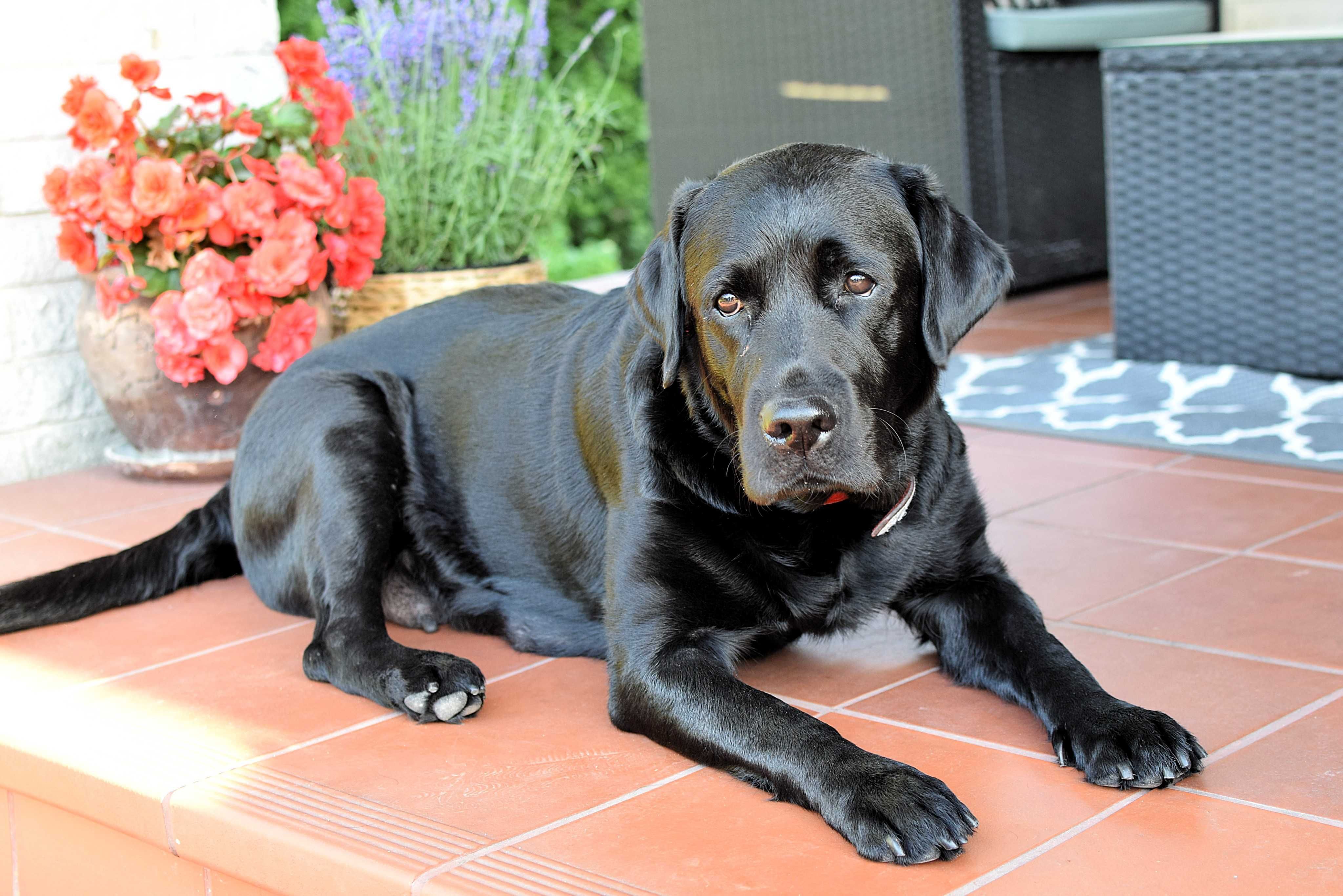 Piękny szczeniak Labrador Retriever
