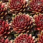 Rojnik 'Cassiopeia' Na skalniak, Duża rozeta (Sempervivum) P9