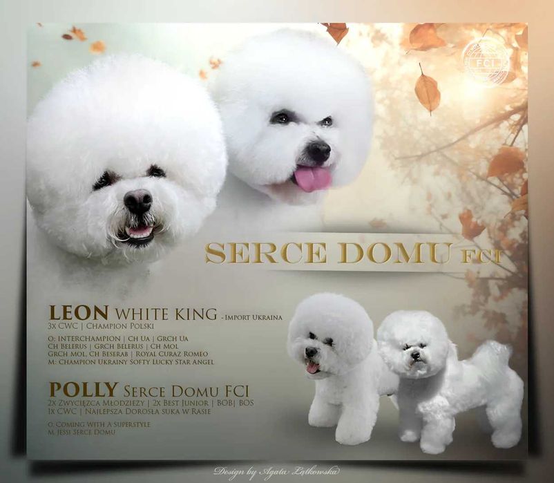 Bichon Frise Szczeniak