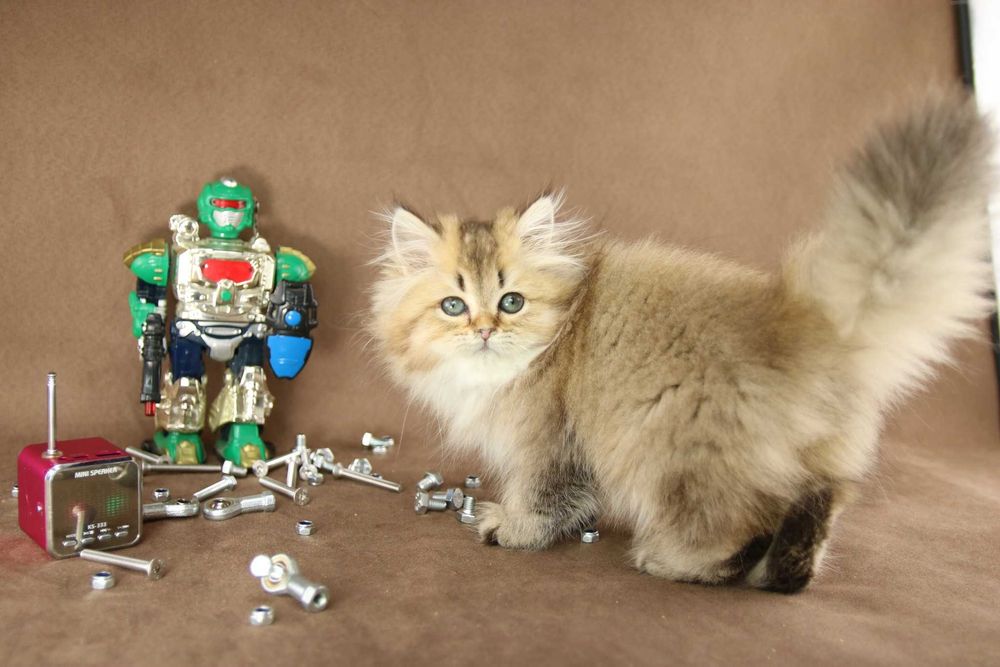 Kotki Brytyjskie, Kocurek Brytyjski Długowłosy czekoladowo złoty