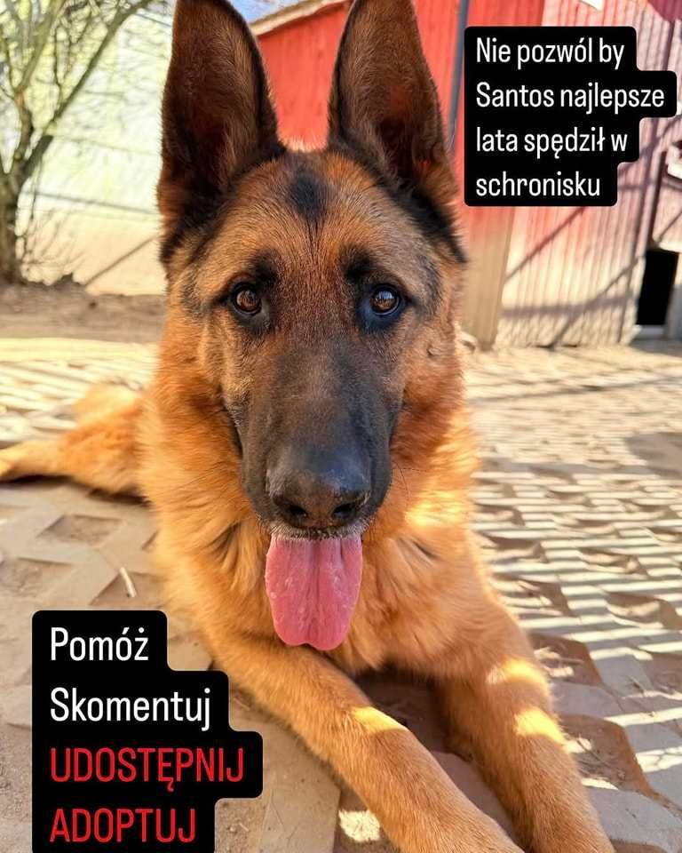 Santos ok 2,5 let pies w typ.owczarka czeka na adopcję Korabiewice