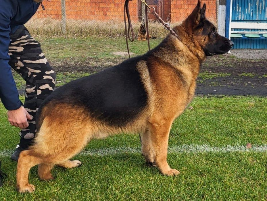 Owczarek niemiecki pies fci