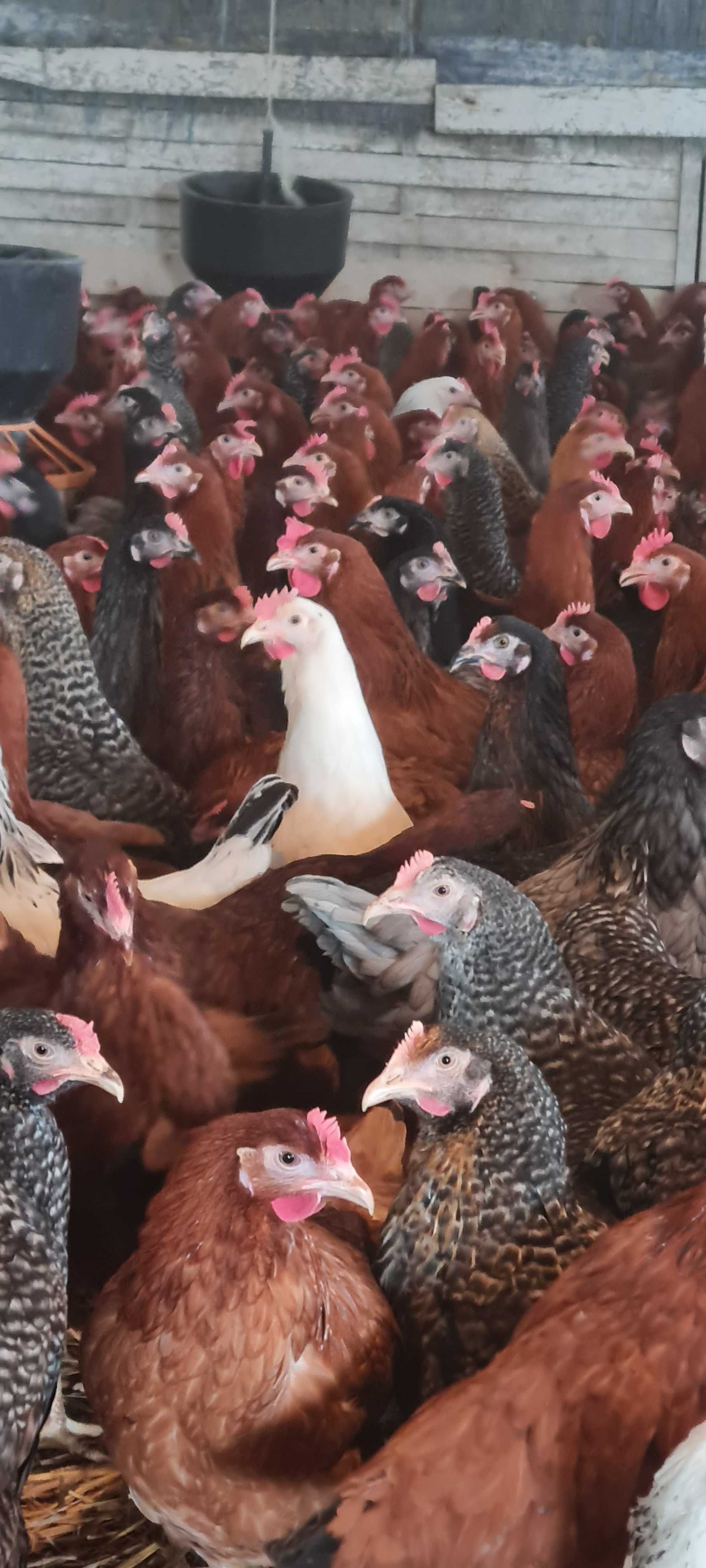 Kury NIOSKI od hodowcy ! Rossa Leghorn Sussex Dominant ! ZAPRASZAM !