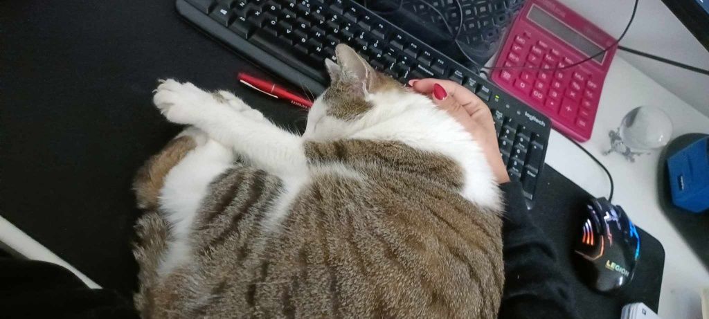 Kochająca ludzi, dzieci kotka Migotka szuka domu