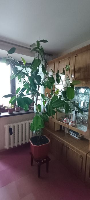Фікус робуста (190 см)