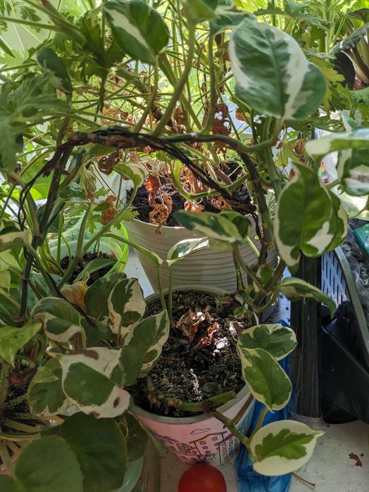 Епіпремнум ен-джой