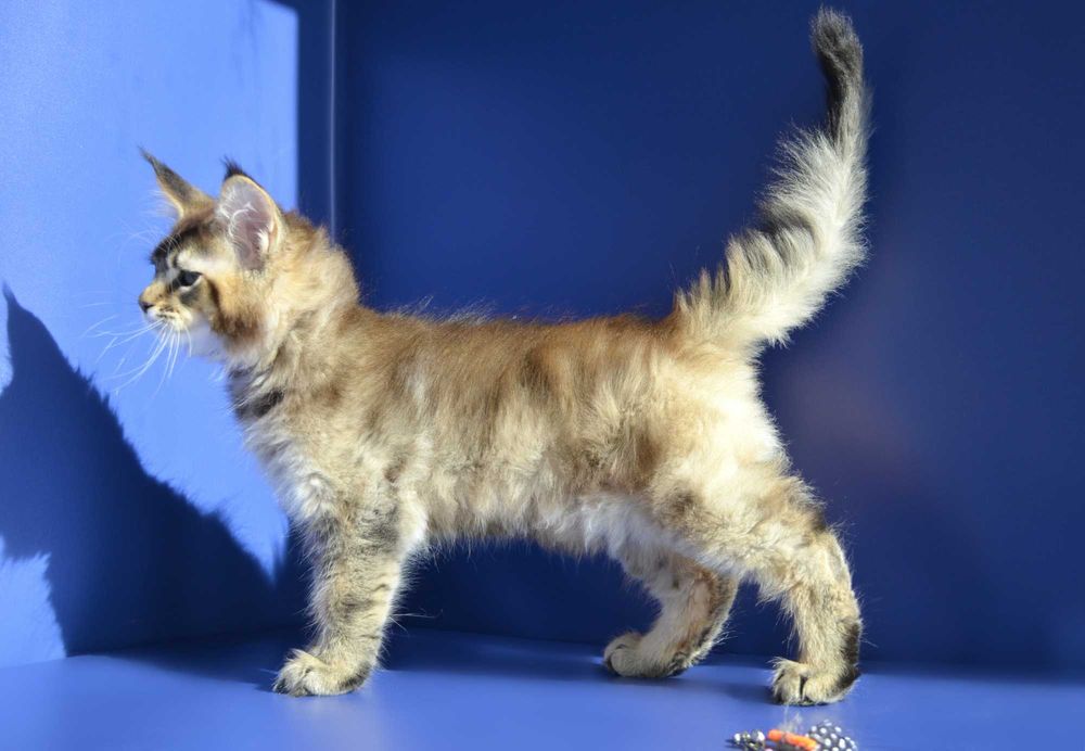 Роскошный мальчик. Мейн кун