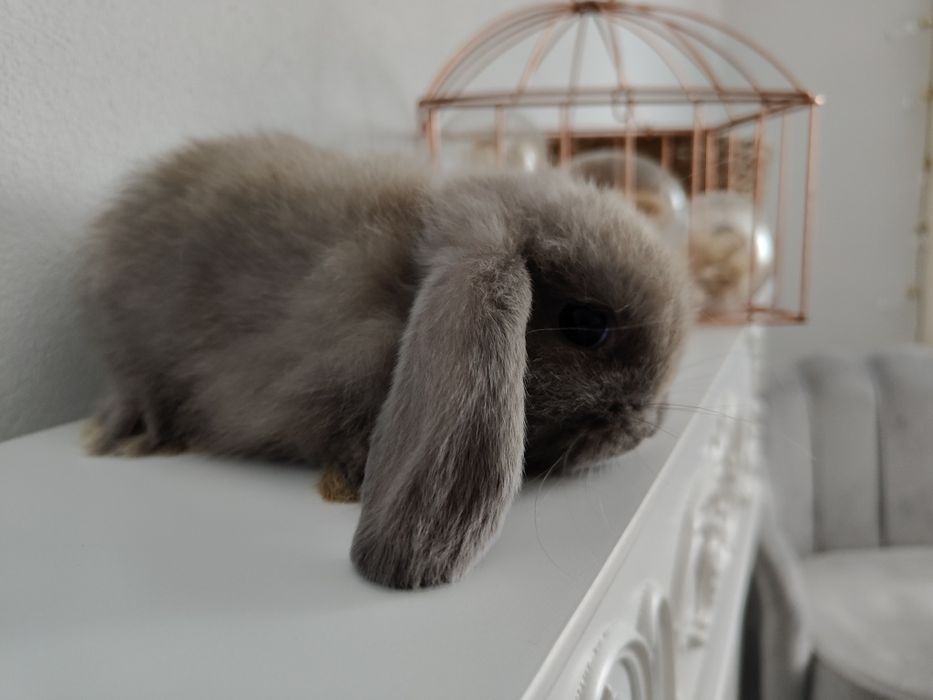 Mini Lop królik gotowe do odbioru