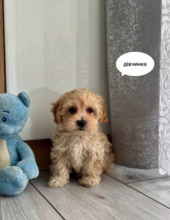 Мальтійська болонка.