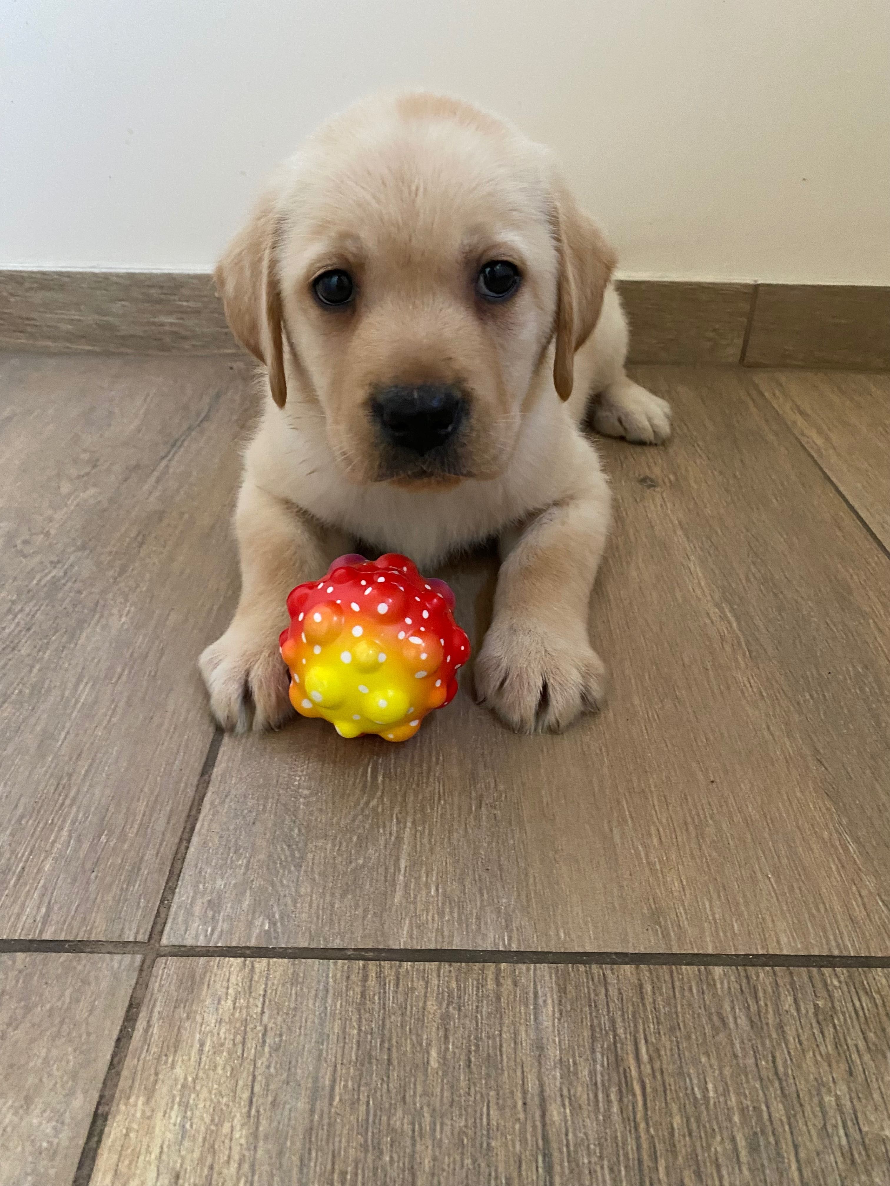 Labrador biszkoptowy