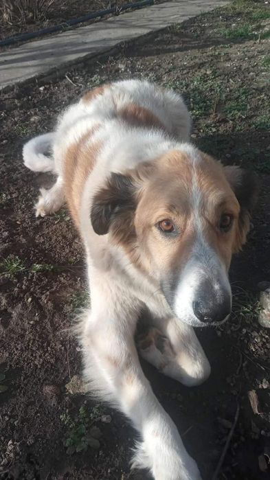 Отдам даром в добрые руки собачек