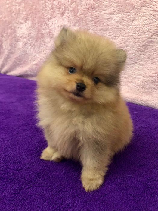 Lulu da Pomerânia Olhos Claros